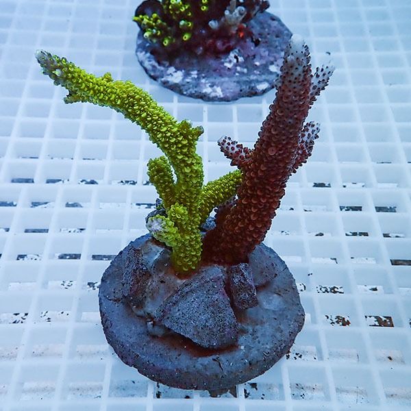 【サンゴ現物52】ブリードミドリイシ!15時までのご注文で当日発送 【ミ...