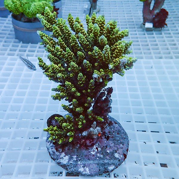 【サンゴ現物53】ブリードミドリイシ !15時までのご注文で当日発送 【ミ...