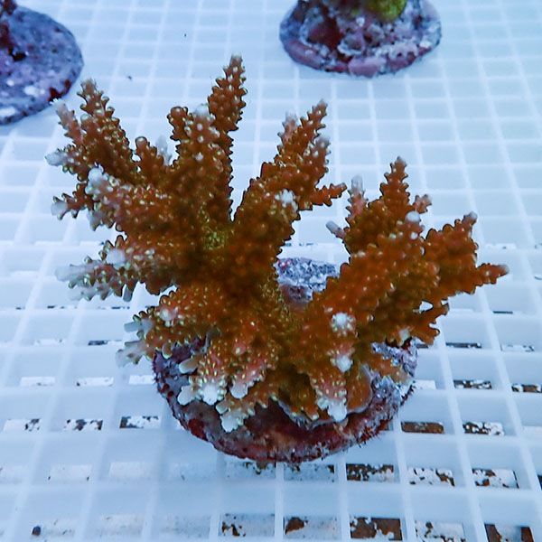 【サンゴ現物54】ブリードミドリイシ !15時までのご注文で当日発送 【ミ...