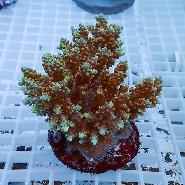 【サンゴ現物56】ブリードミドリイシ !15時までのご注文で当日発送 【ミ...