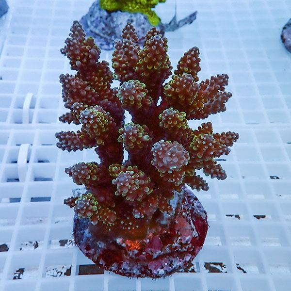 【サンゴ現物58】ブリードミドリイシ !15時までのご注文で当日発送 【ミ...