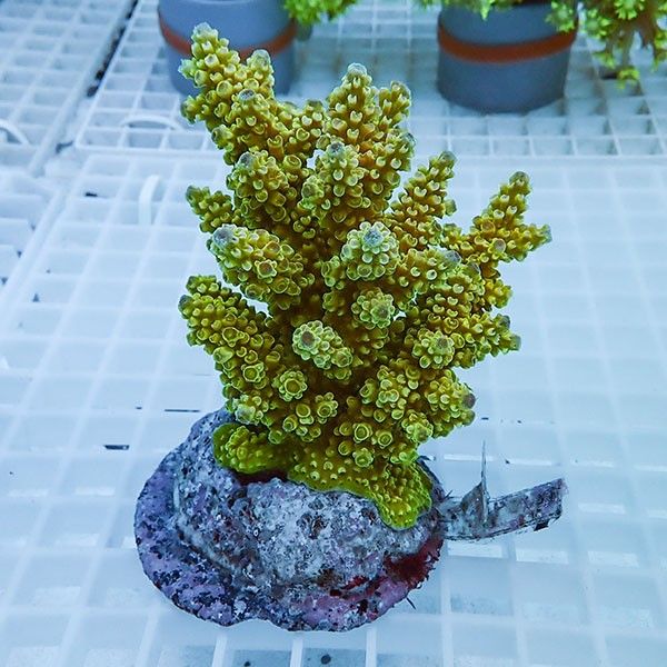 【サンゴ現物59】ブリードミドリイシ !15時までのご注文で当日発送 【ミ...