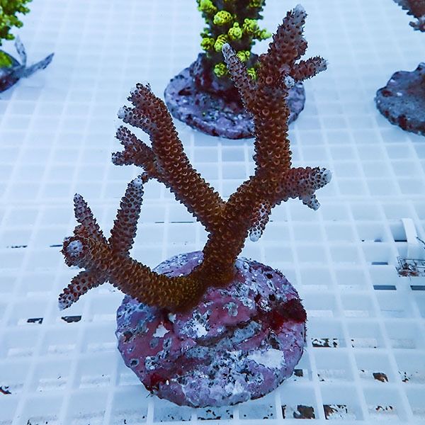 【サンゴ現物60】ブリードミドリイシ !15時までのご注文で当日発送 【ミ...