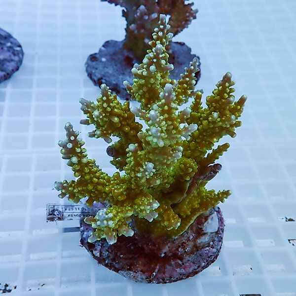 【サンゴ現物62】ブリードミドリイシ !15時までのご注文で当日発送 【ミ...