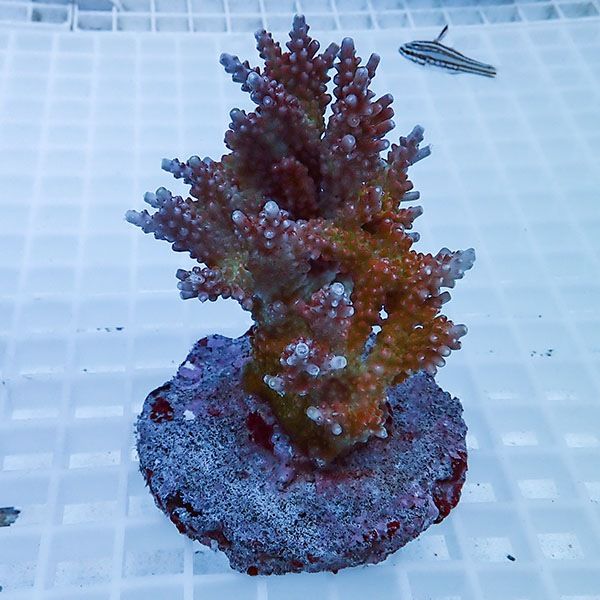 【サンゴ現物63】ブリードミドリイシ !15時までのご注文で当日発送 【ミ...