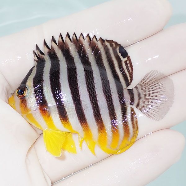 【現物5】シマヤッコ 6cm±! 海水魚 生体 15時までのご注文で当日発送(t1...