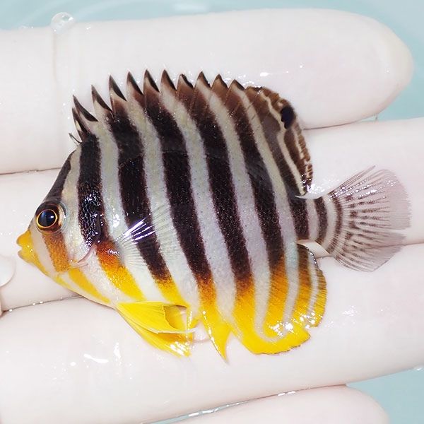 【現物1】シマヤッコ 5.2cm±! 海水魚 生体 15時までのご注文で当日発送(...