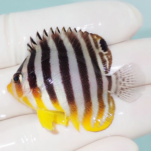 【現物12】シマヤッコ 4.7cm±! 海水魚 生体 15時までのご注文で当日発送...