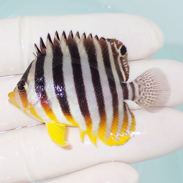 【現物13】シマヤッコ 5.5cm±! 海水魚 生体 15時までのご注文で当日発送...