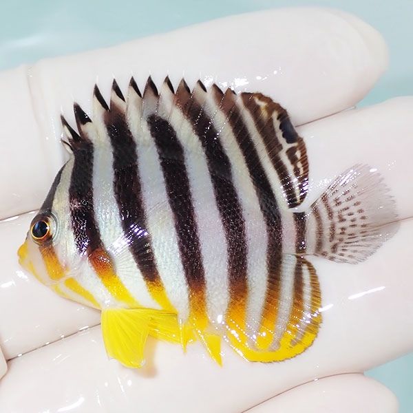 【現物6】シマヤッコ 5.2cm±! 海水魚 生体 15時までのご注文で当日発送(...