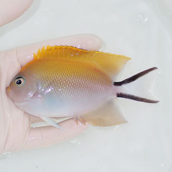 【現物】 BIGヤイトヤッコ ♀ 12cm± ! 海水魚 ヤッコ 15時までのご注文...