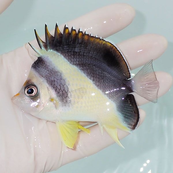 【現物3】冷凍餌OK 少しスレ有りバーゲスバタフライ 9cm±! 海水魚 チョ...