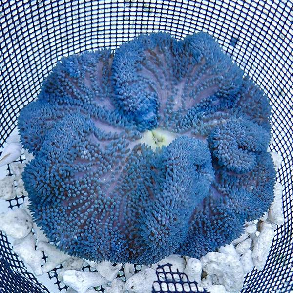 【現物2】ハタゴイソギンチャク 14-16cm±!15時までのご注文で当日発送(t213