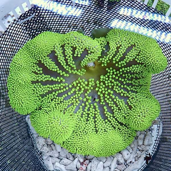 【現物3】異形 ハタゴイソギンチャク グリーン 18-20cm±!15時までのご注...