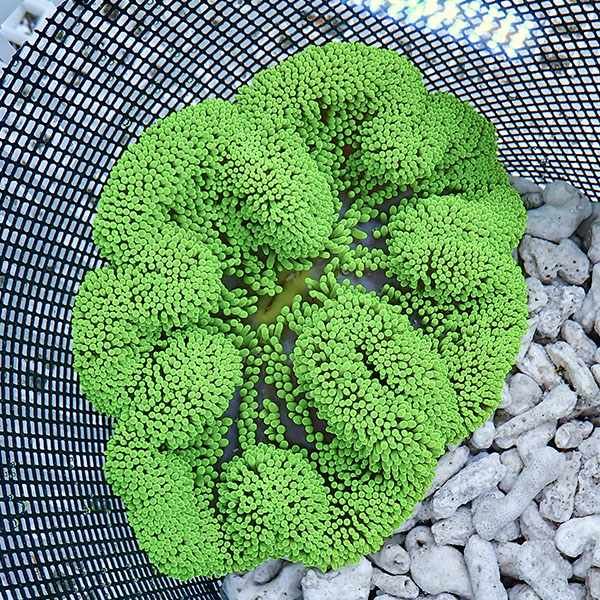 【現物4】ハタゴイソギンチャク グリーン 14-16cm±!15時までのご注文で...