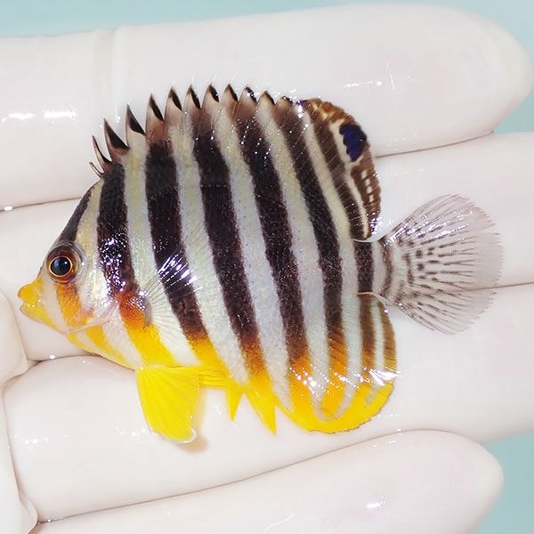 【現物15】シマヤッコ 5.5cm±! 海水魚 生体 15時までのご注文で当日発送...