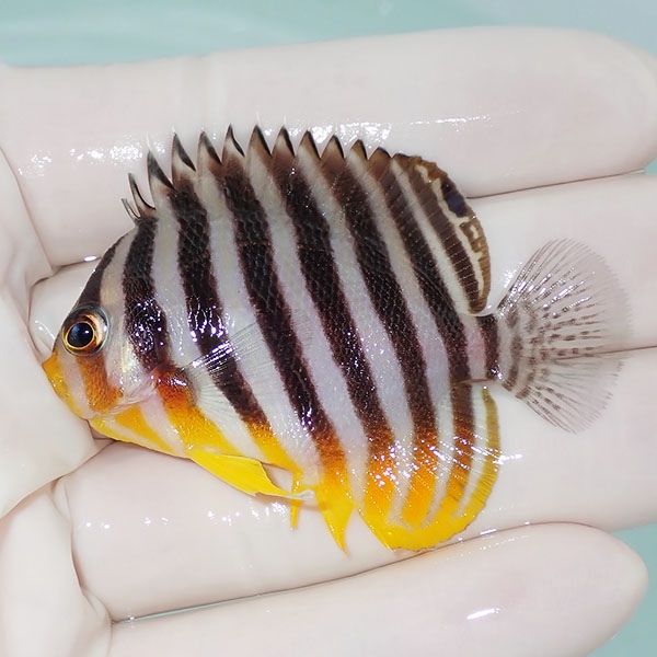 【現物17】シマヤッコ 5.8cm±! 海水魚 生体 15時までのご注文で当日発送...