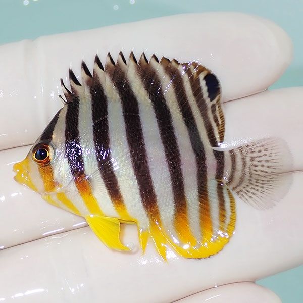 【現物18】シマヤッコ 5cm±! 海水魚 生体 15時までのご注文で当日発送(t...