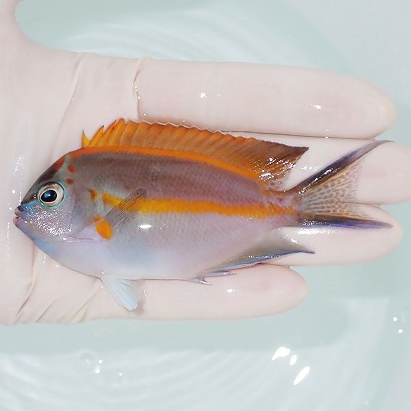 【現物3】ベルスエンゼル ♂ 9.5cm±! 海水魚 ヤッコ 15時までのご注文で...