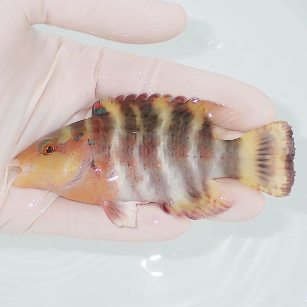 【現物】ヤシャベラ 10.5cm± 15時までのご注文で当日発送(t122(t207