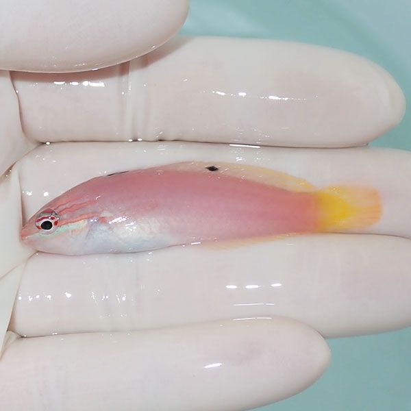 【現物】バビラス 6.5cm! 海水魚 ベラ! 海水魚 ベラ !15時までのご注文...
