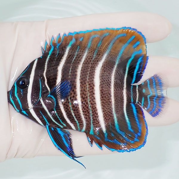 【現物4】ロクセンヤッコ 9.5cm± ! 海水魚 ヤッコ 15時までのご注文で当...