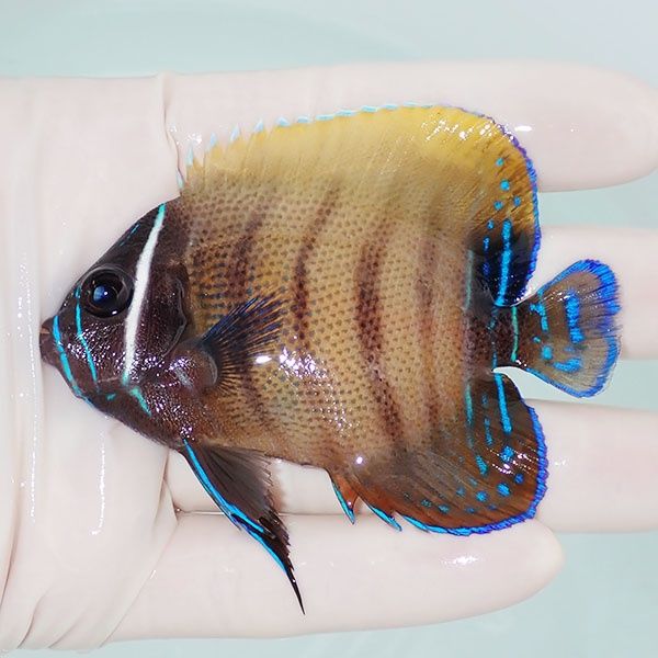 【現物2】ロクセンヤッコ 8cm± ! 海水魚 生体 15時までのご注文で当日発...