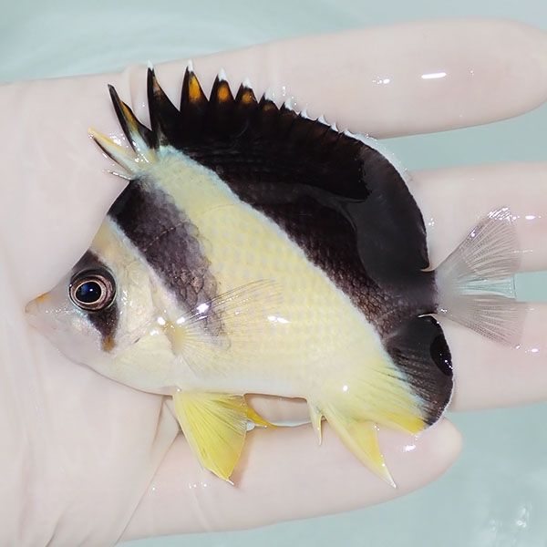 【現物1】バーゲスバタフライ 8.5cm±! 海水魚 チョウチョウウオ 15時ま...