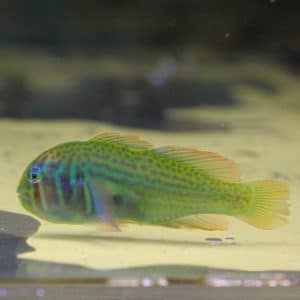 ミズタマハゼの購入から飼育方法 病気の対処を解説 ミズタマハゼの購入から飼育方法 病気の対処を解説