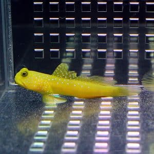 キイロサンゴハゼの購入から飼育方法 病気の対処を解説