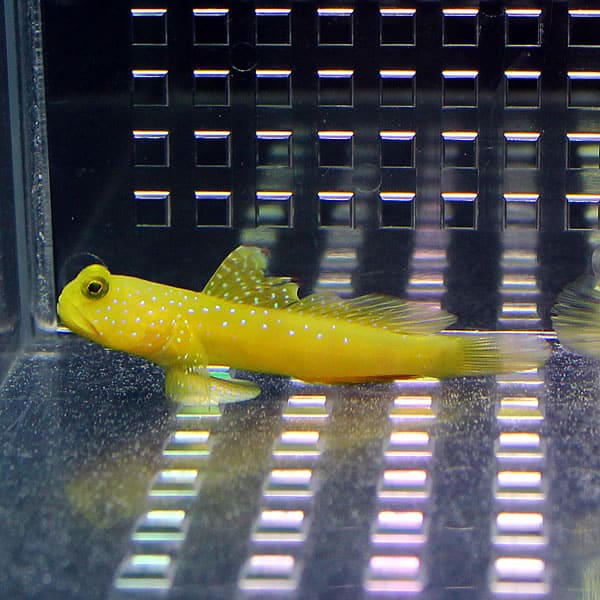 ギンガハゼの購入から飼育方法 病気の対処を解説