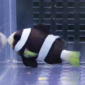 ホワイトチップアネモネの購入から飼育方法 病気の対処を解説