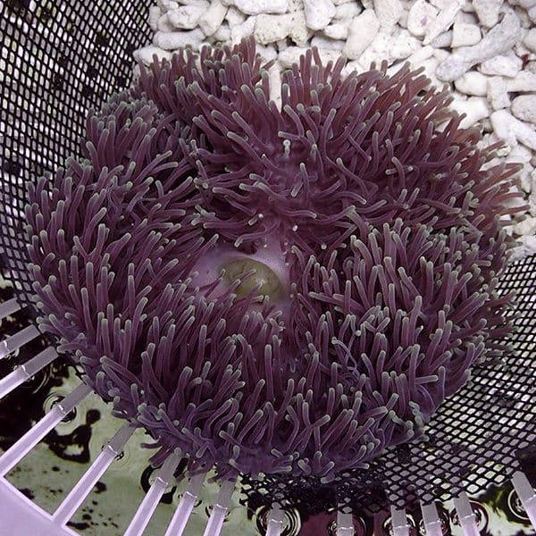 激美ハタゴイソギンチャク入荷 激美ハタゴイソギンチャク入荷