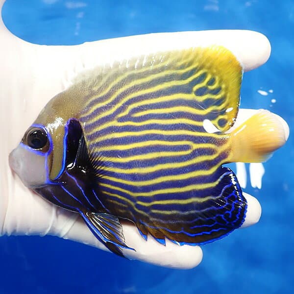 タテジマキンチャクダイとトンガ産サンゴ