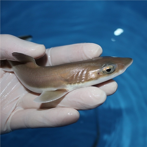 ドチザメ ベビー 生体 海水魚 観賞魚