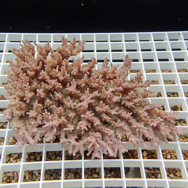 八重山ミドリイシ販売開始