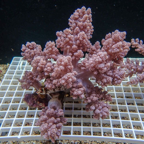 ウチウラタコアシサンゴって結局なんなん ウチウラタコアシサンゴって結局なんなん