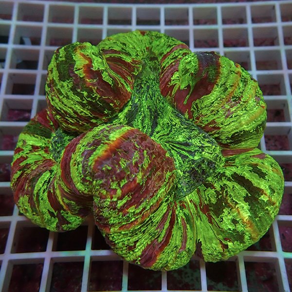 ブレインコーラルの仕入れ