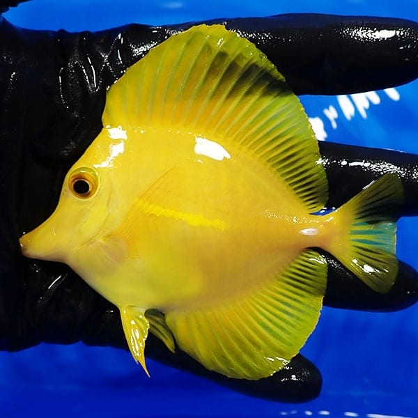入荷中 12cm前後 キイロハギ No 2 個体販売 販売 通販 Asy アクアスタイルユー 海水魚 観賞魚生体 Pokestgo Cl