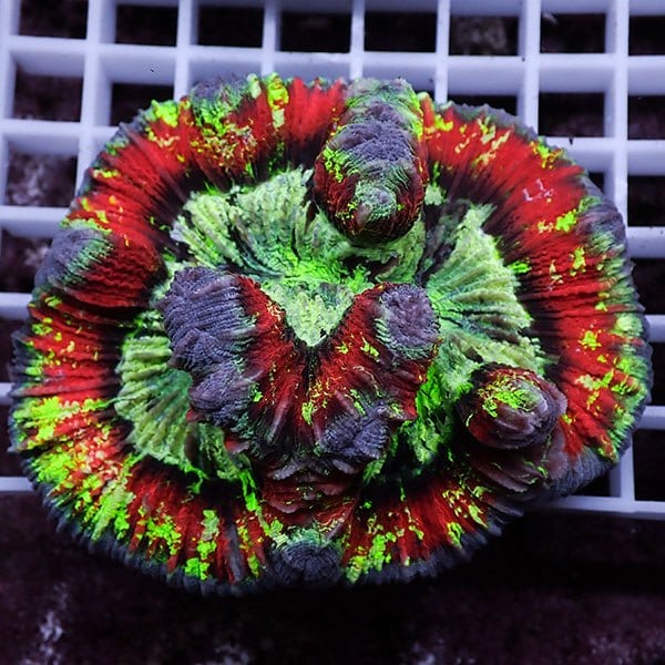 ブレインコーラルの販売