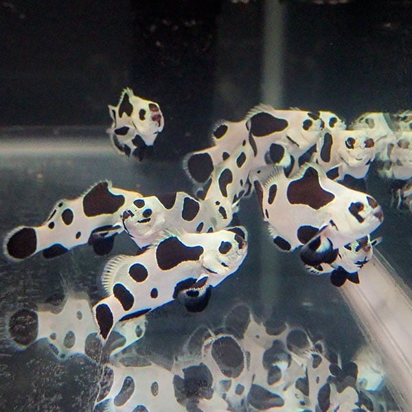 カクレクマノミの改良種 | 海水魚通販はアクアギフト