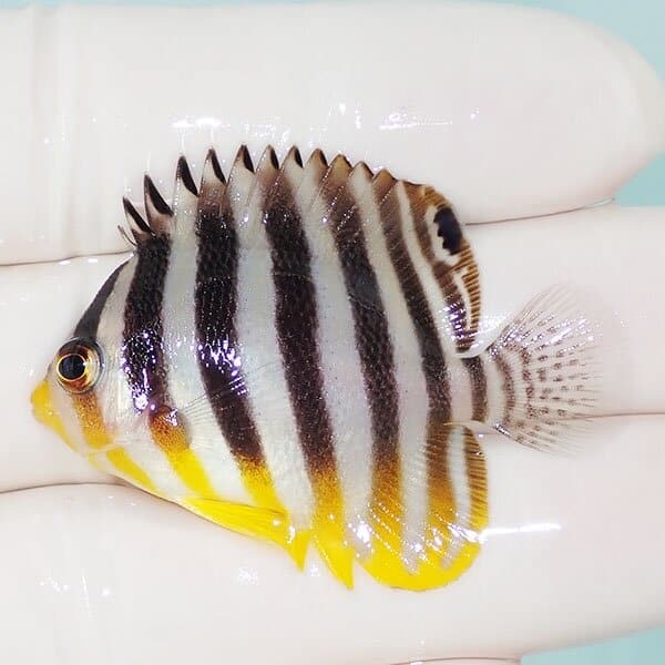 【現物10】シマヤッコ 4.5cm±