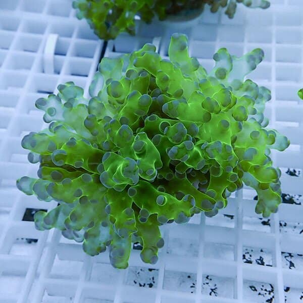 【サンゴ現物10】タコアシサンゴ フラグ