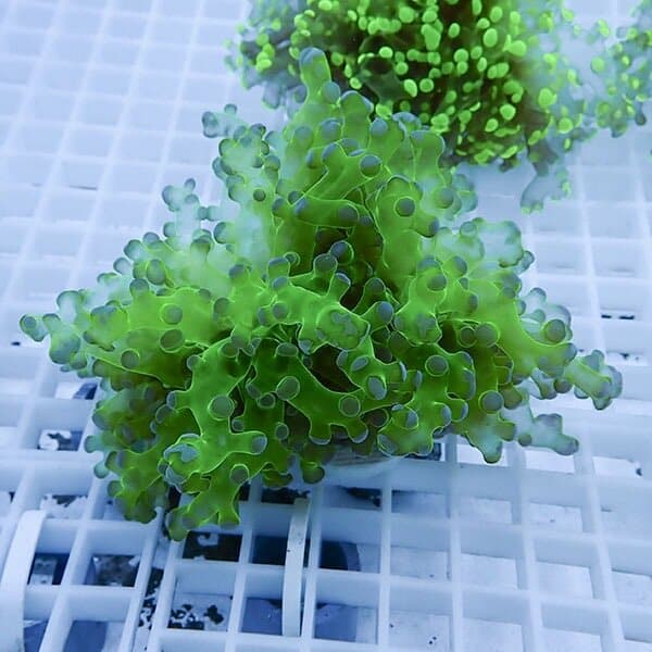 【サンゴ現物11】タコアシサンゴ フラグ