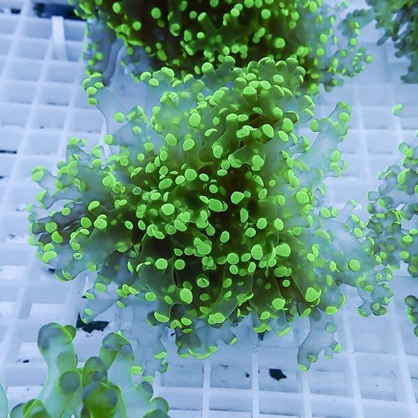 【サンゴ現物12】タコアシサンゴ フラグ