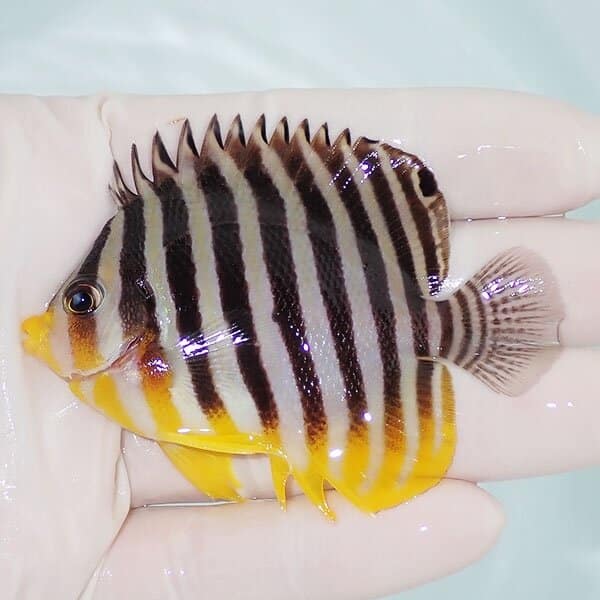 【現物12】シマヤッコ 7.5cm±