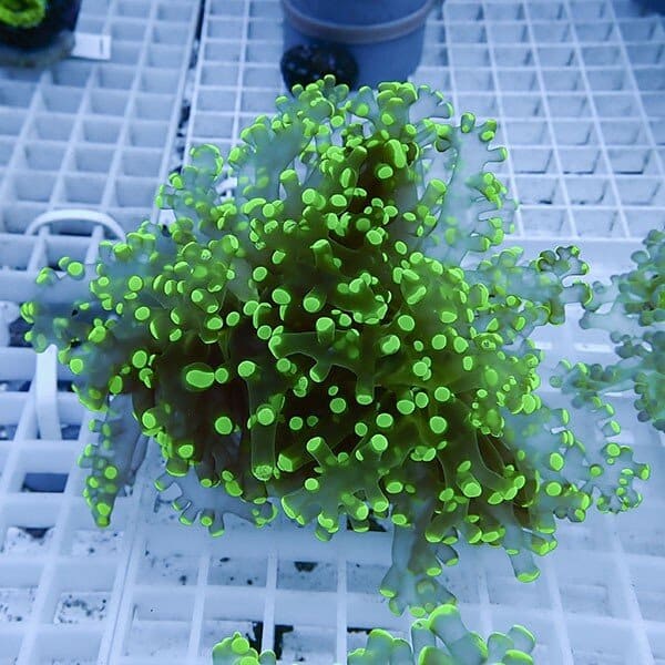 【サンゴ現物13】タコアシサンゴ フラグ