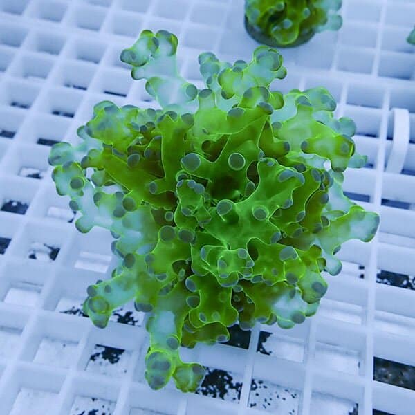 【サンゴ現物14】タコアシサンゴ フラグ