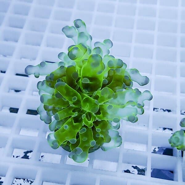 【サンゴ現物15】タコアシサンゴ フラグ