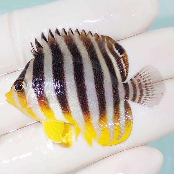 【現物16】シマヤッコ 5cm±